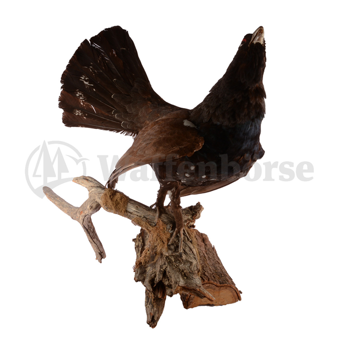 Präperat  Auerhahn auf Holzwurzel