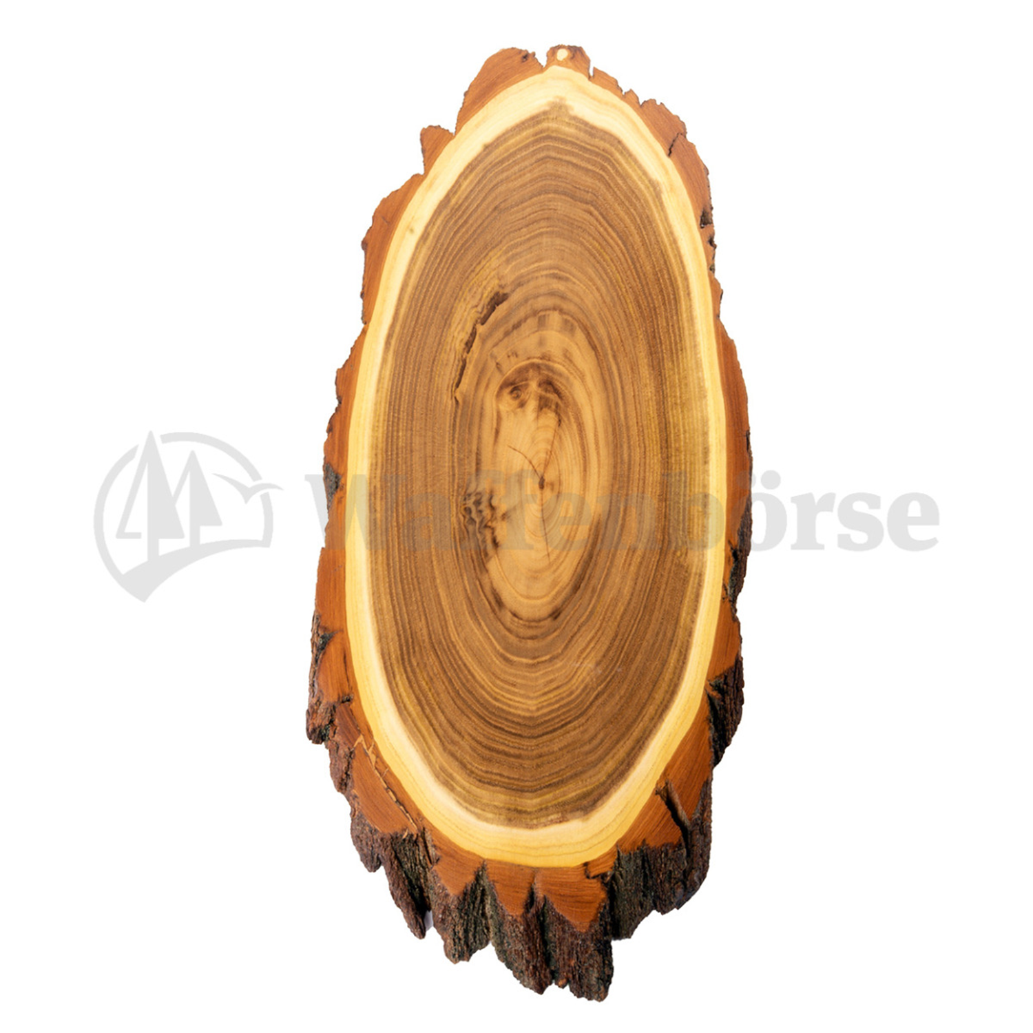 Gehörnbrett, Trophäenschilder Hirsch  Akazie