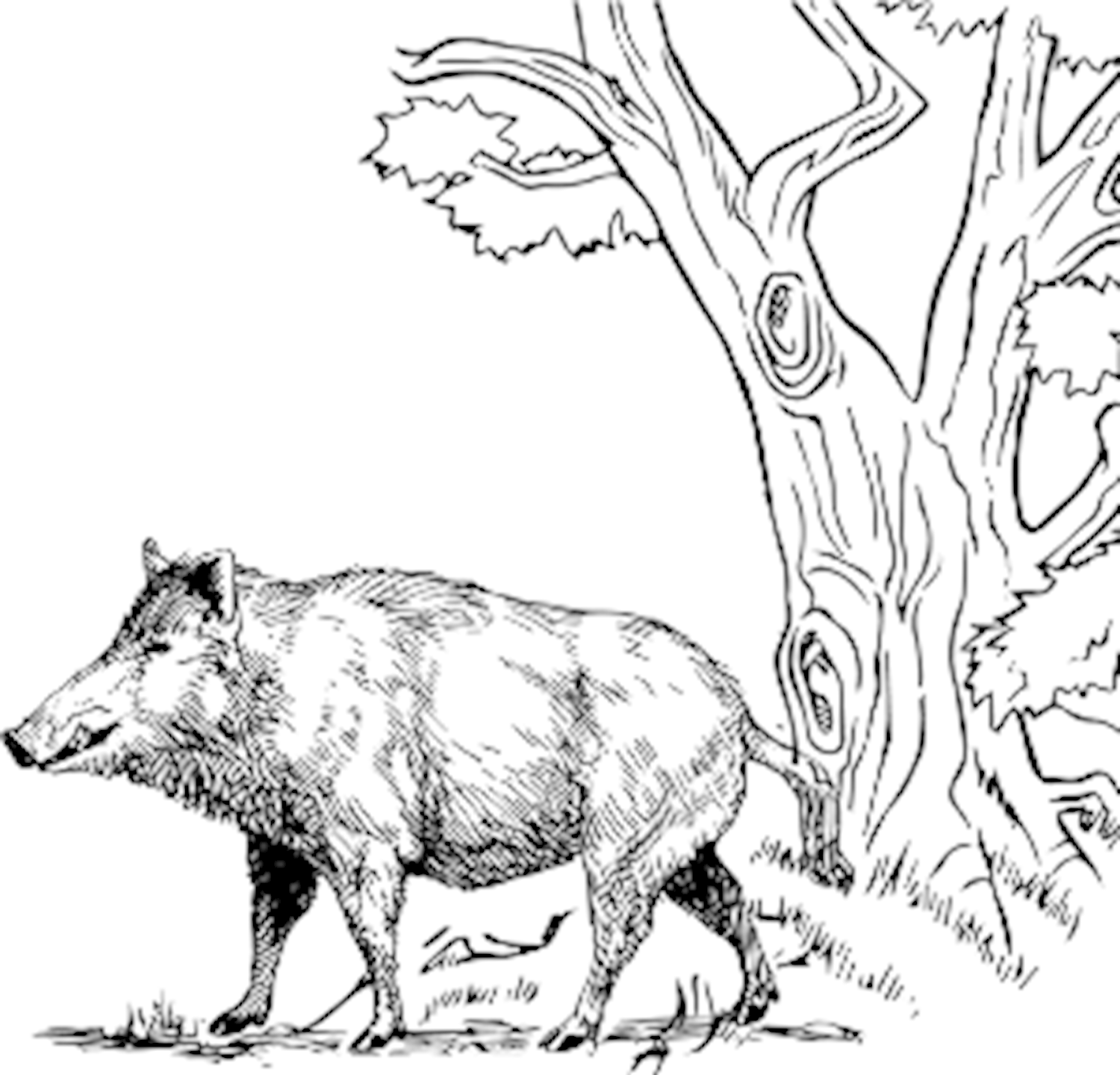 Flachmann Wildschwein-Baum 6 oz