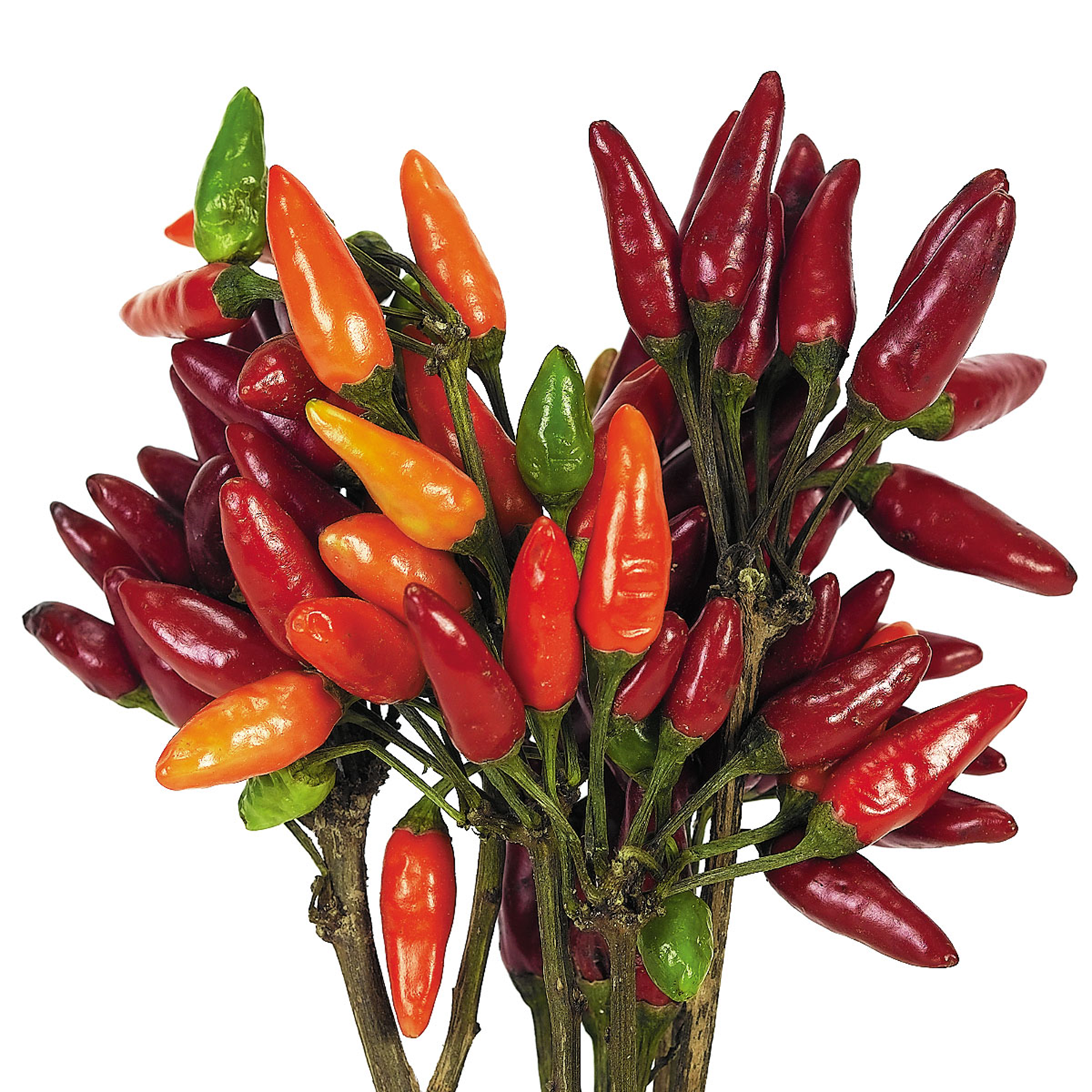 PEPPER (Pfeffer) Mate-Konisch