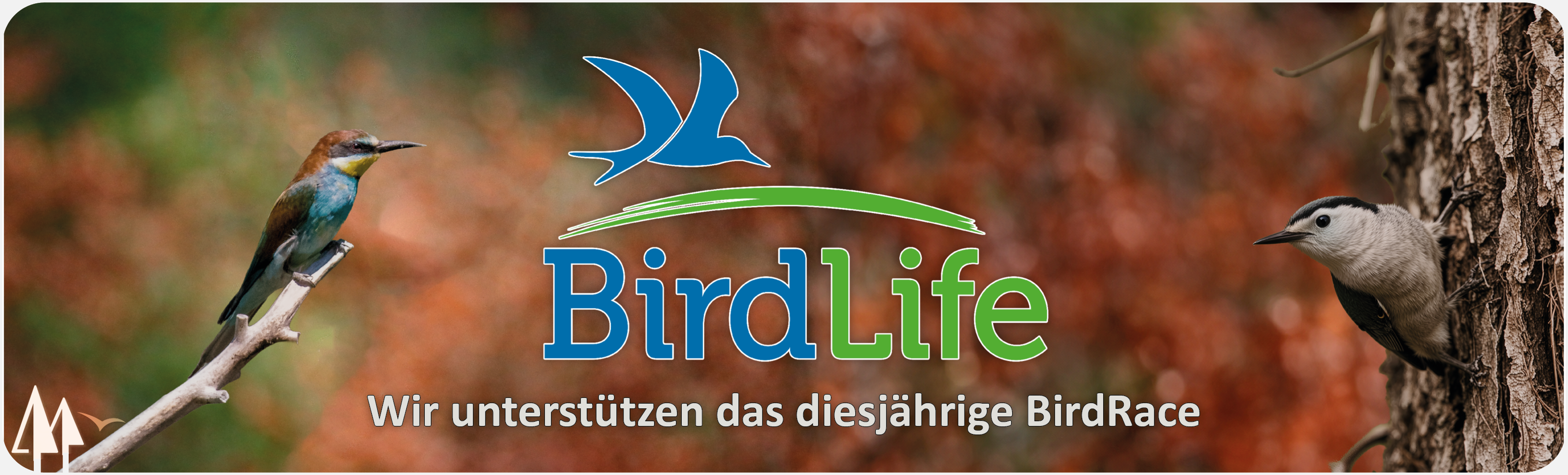BirdRace